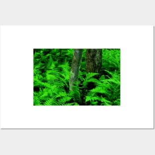 Ferns Posters and Art